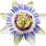 Passion flower