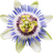 Passion flower