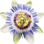 Passion flower