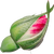 Rosebud
