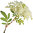 Meadowsweet
