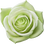 Green rose