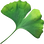Gingko