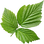 Himbeerblatt