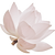 White lotus