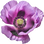 Opium poppy