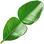 Kaffir lime leaf