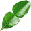 Kaffir lime leaf