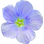 Flachsblüte