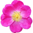 May rose