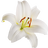 Madonna lily