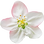 Apple blossom