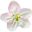 Apple blossom