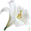 Easter lily