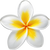 Frangipani