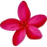 Red frangipani