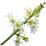 Litschiblüte