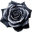 schwarze Rose