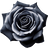 Black rose
