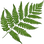 Fern