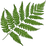 Farn