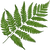 Farn