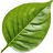 Chili leaf