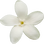 Stephanotis