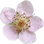Raspberry blossom