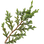Juniper leaf
