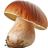 Cep