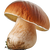Steinpilz