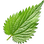 Nettle