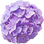 Hydrangea
