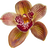 Brown orchid