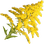 Goldenrod