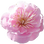 Ume blossom