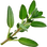 Thyme