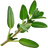 Thyme