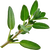 Thyme