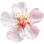 Almond blossom