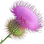 Thistle