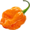 Habanero-Chili