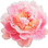 Peony