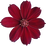 Schokoladenblume