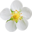 Strawberry blossom