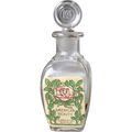 American Beauty Rose by Larkin
