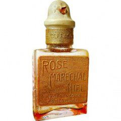 Rose Maréchal Niel by F. Wolff & Sohn