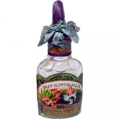 Night-Scented Stock von Girard