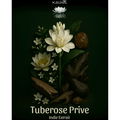 Tuberose Privé by Kashतi